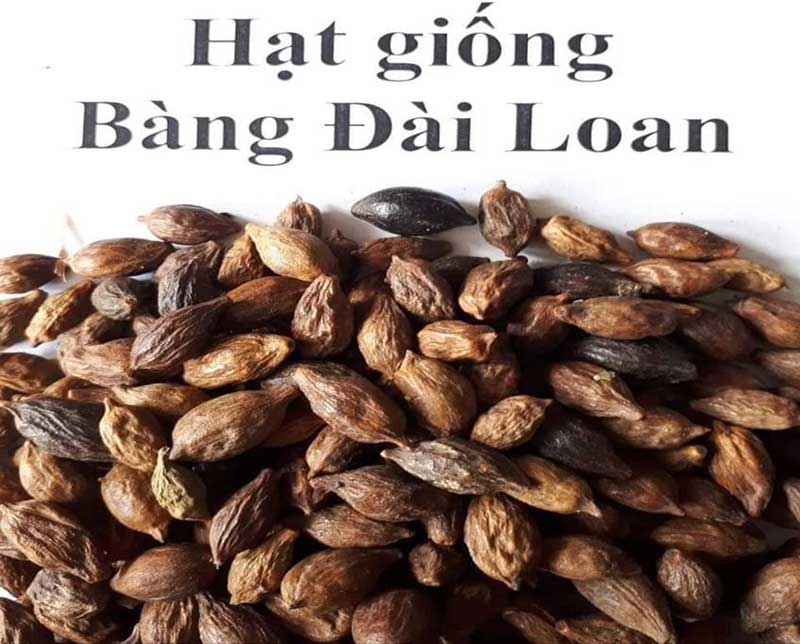 Hạt giống bàng đài loan